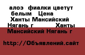 алоэ, фиалки цветут белым › Цена ­ 100 - Ханты-Мансийский, Нягань г.  »    . Ханты-Мансийский,Нягань г.